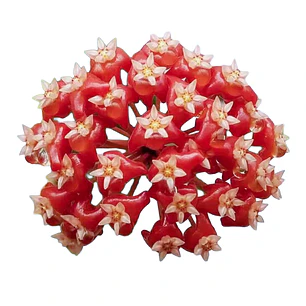 Hoya ilagiorum