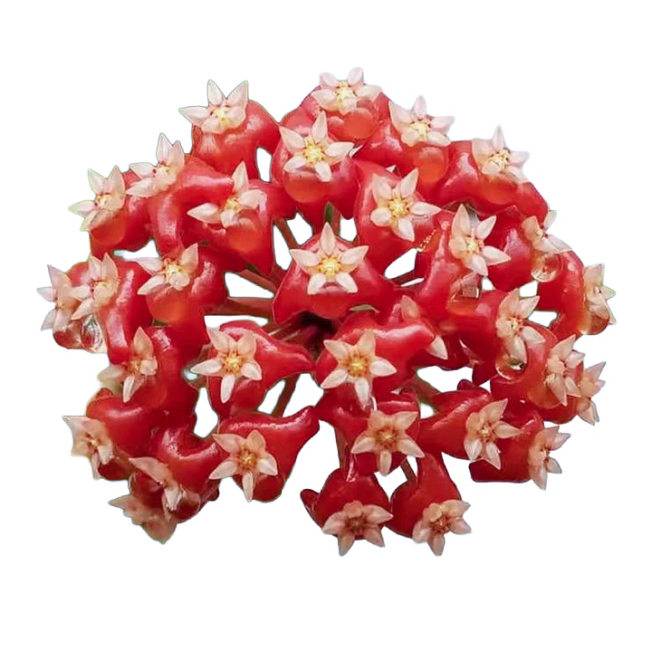 Hoya ilagiorum 1