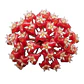 Hoya ilagiorum - Miniatura 1