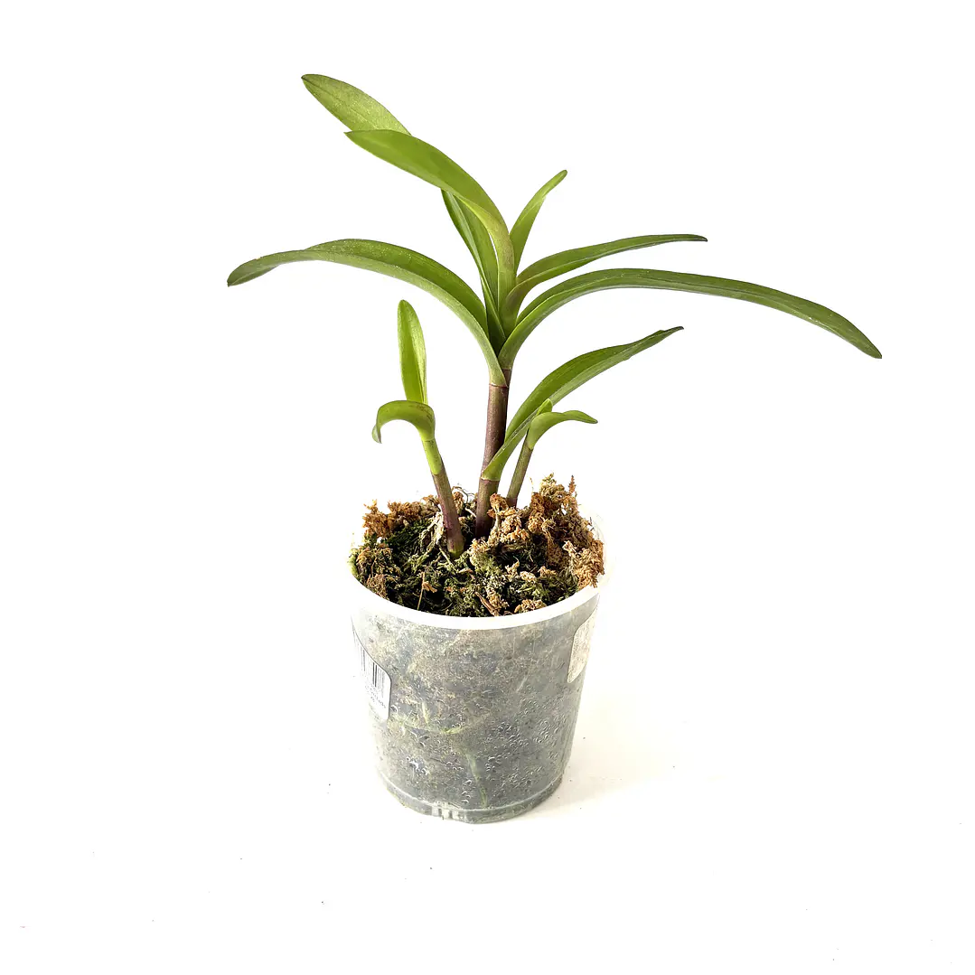 Orquídea epidendrum 2