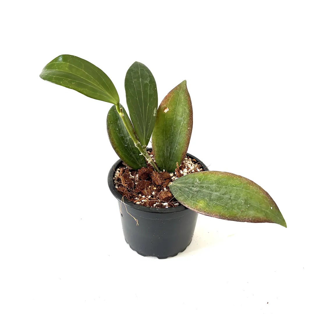Hoya palawanica 2