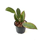 Hoya palawanica - Miniatura 2