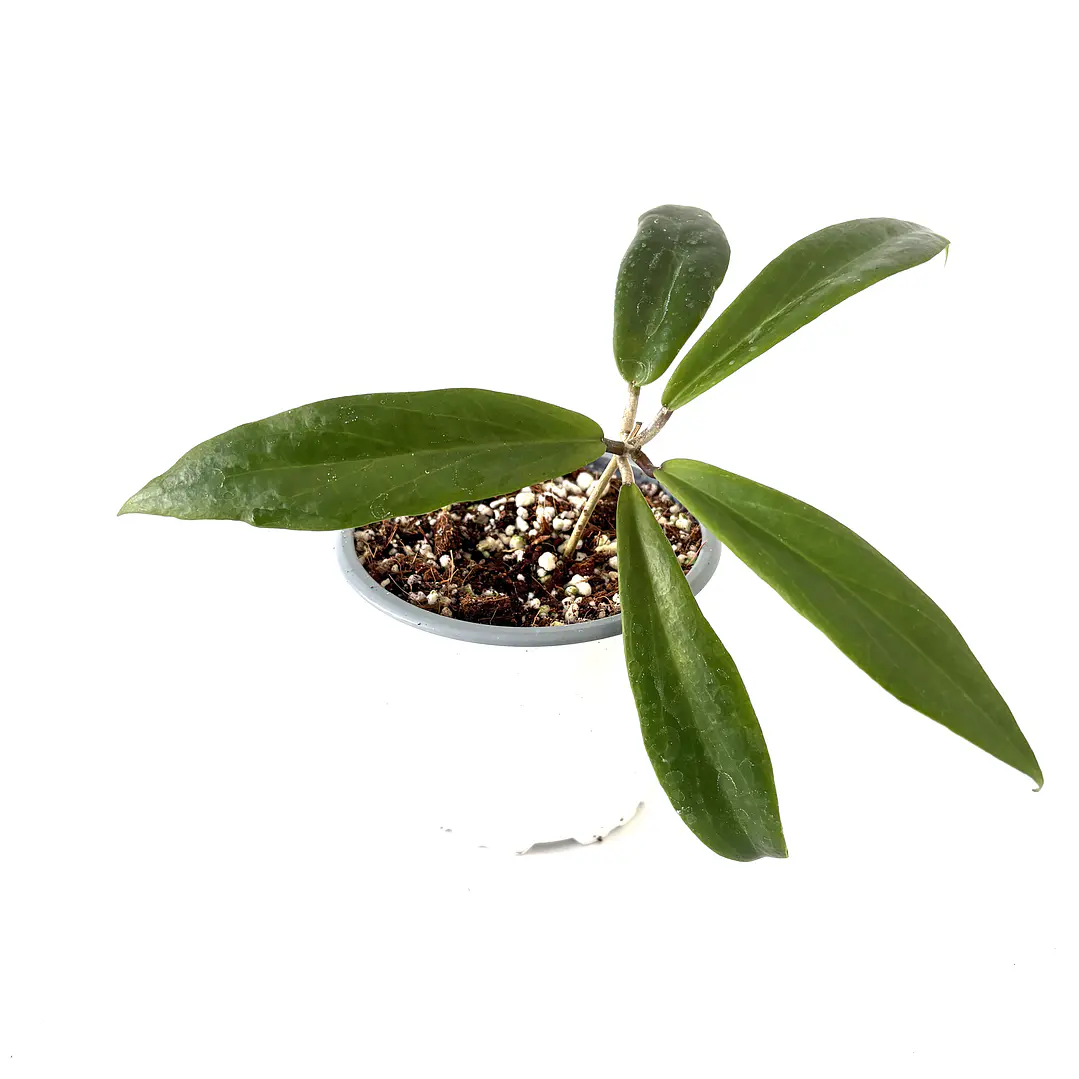 Hoya ilagiorum 2