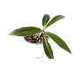 Hoya ilagiorum - Miniatura 2
