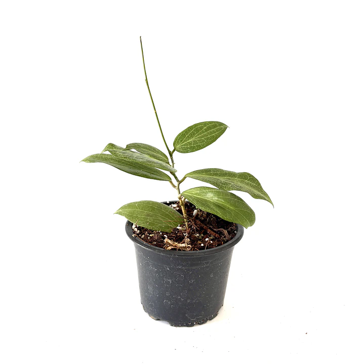 Hoya fitchii 2