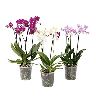 Orquídea phalaenopsis multiflora en floración