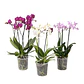 Orquídea phalaenopsis multiflora en floración - Miniatura 1