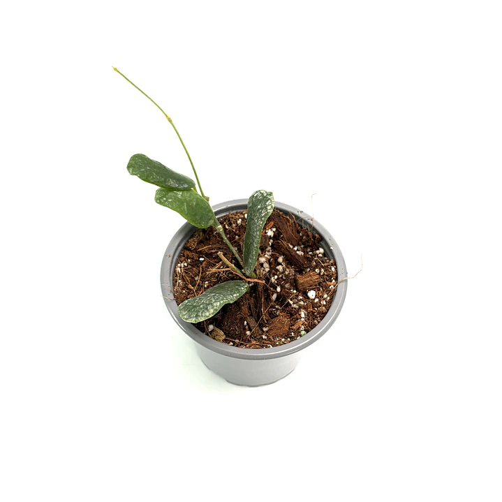 Hoya rotundiflora 2