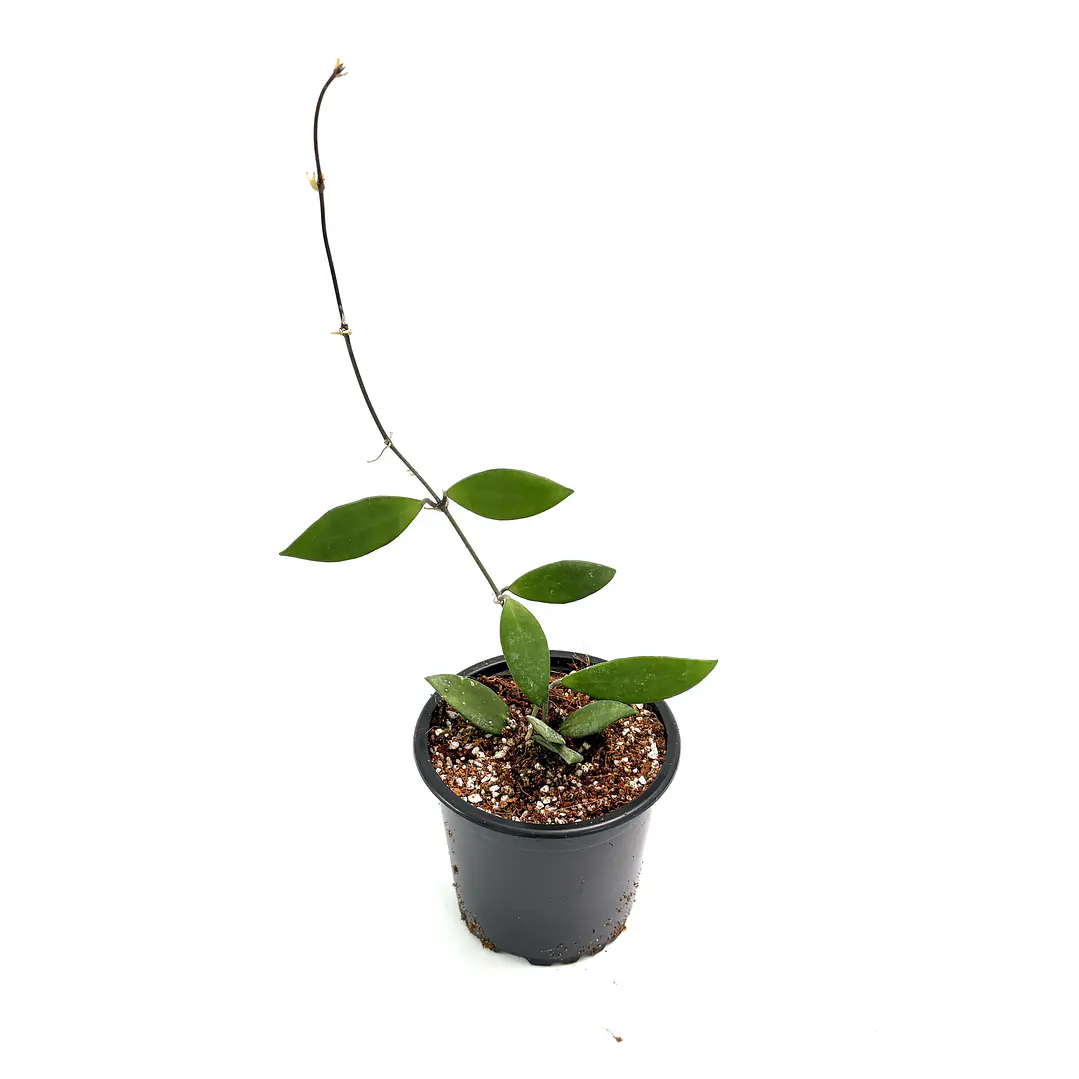 Hoya davidcummingi 2