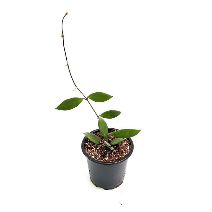 Hoya davidcummingi 2