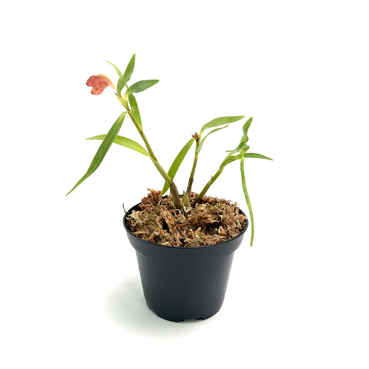 Dendrobium vexillarius 'red' 2