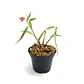Dendrobium vexillarius 'red' - Miniatura 2