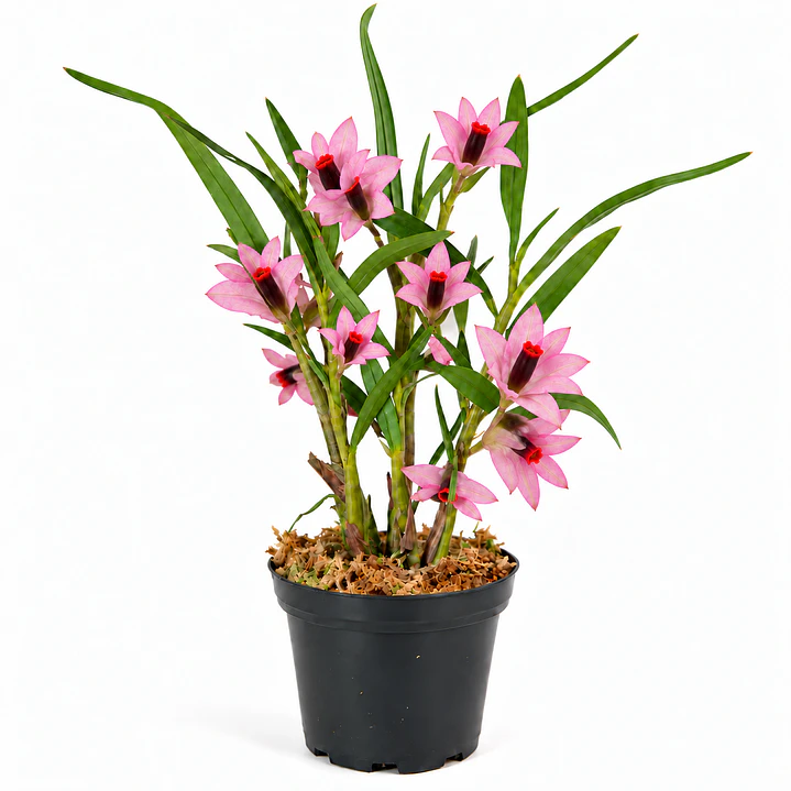 Dendrobium Martine Minet 'blue-red-orange' 1