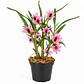 Dendrobium Martine Minet 'blue-red-orange' - Miniatura 1
