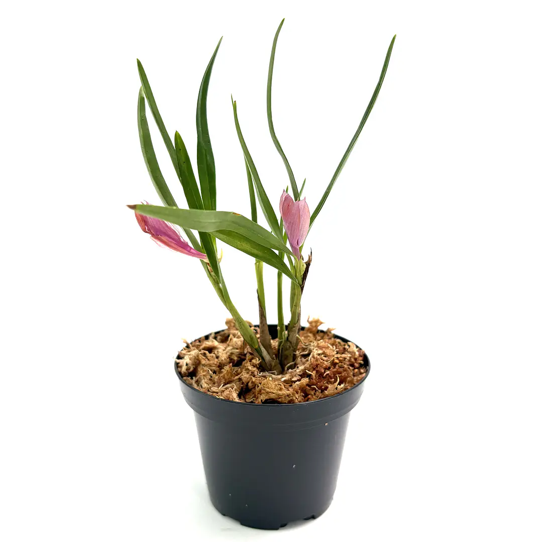 Dendrobium Martine Minet 'blue-red-orange' 2