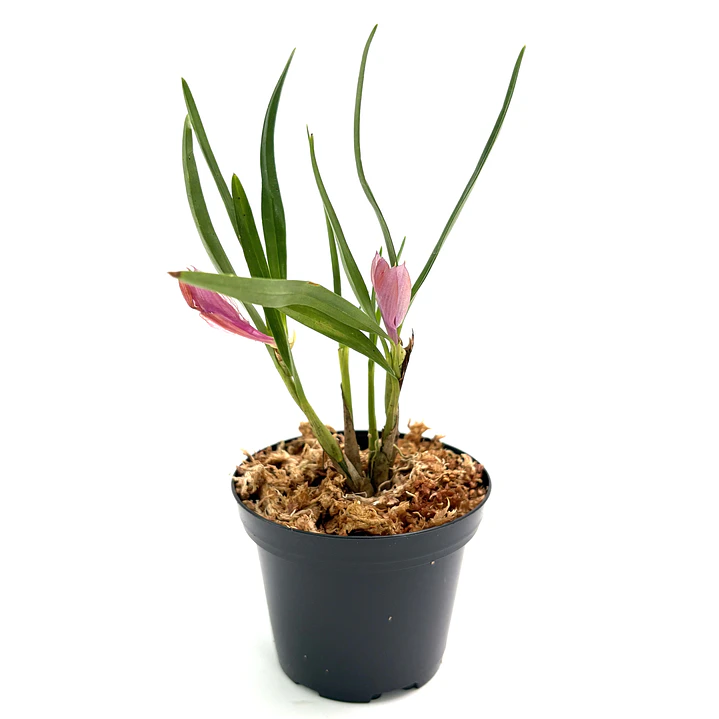 Dendrobium Martine Minet 'blue-red-orange' 2