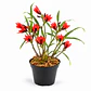 Dendrobium vexillarius 'red' - Miniatura 1