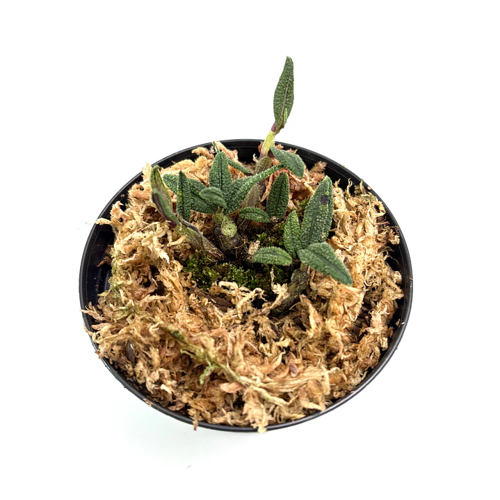 Dendrobium cuthbertsonii f. alba 2