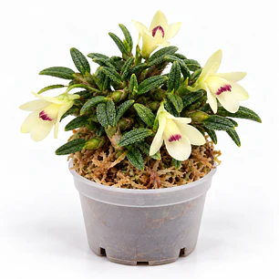 Dendrobium cuthbertsonii f. alba
