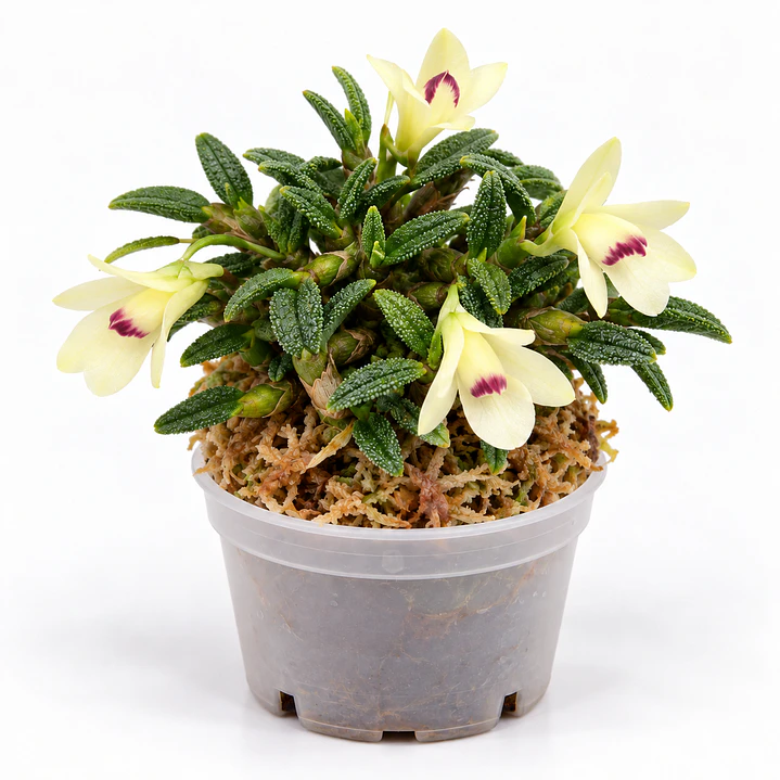 Dendrobium cuthbertsonii f. alba 1