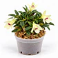 Dendrobium cuthbertsonii f. alba - Miniatura 1