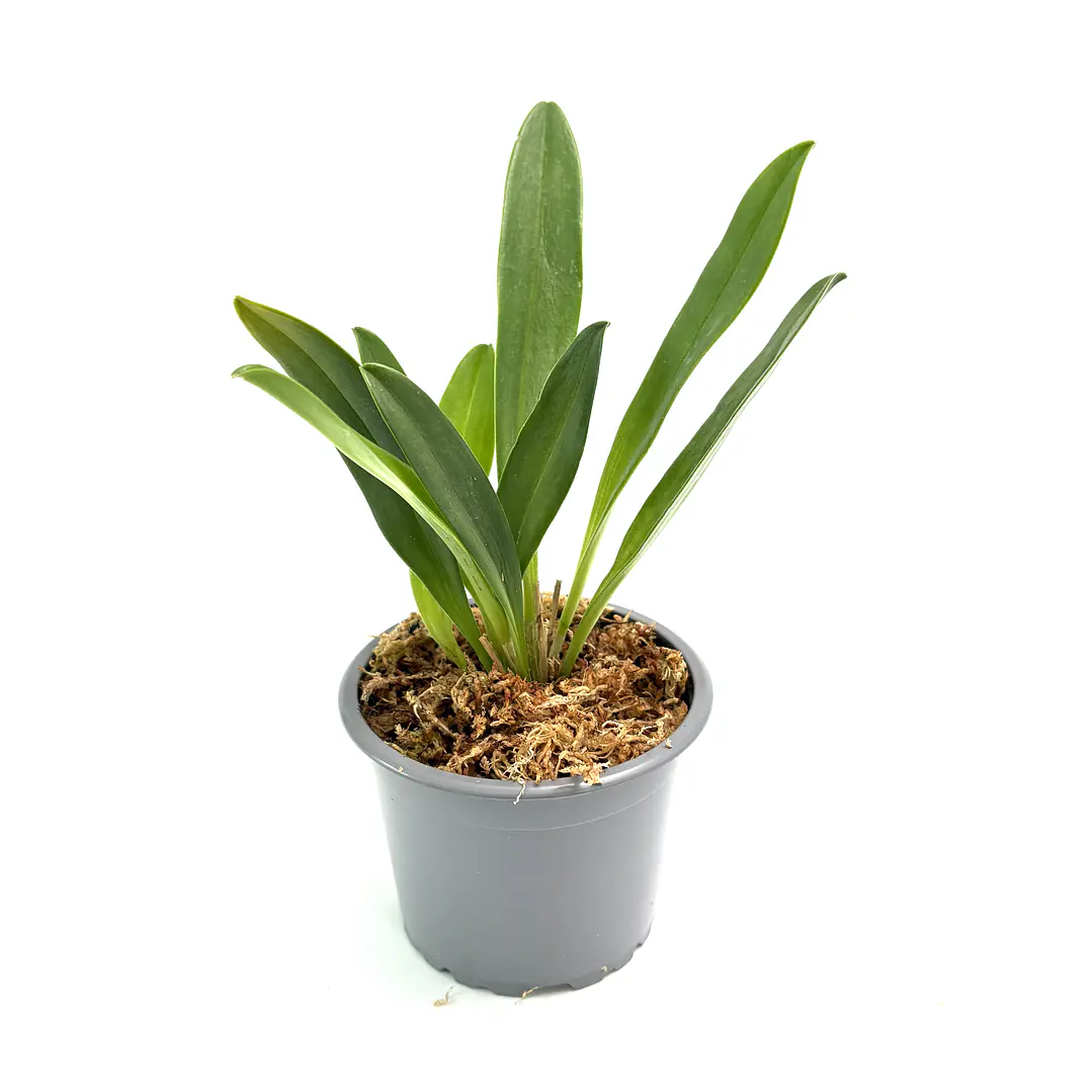 Masdevallia cardiantha 3