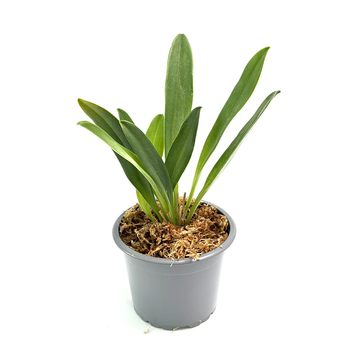 Masdevallia cardiantha 3