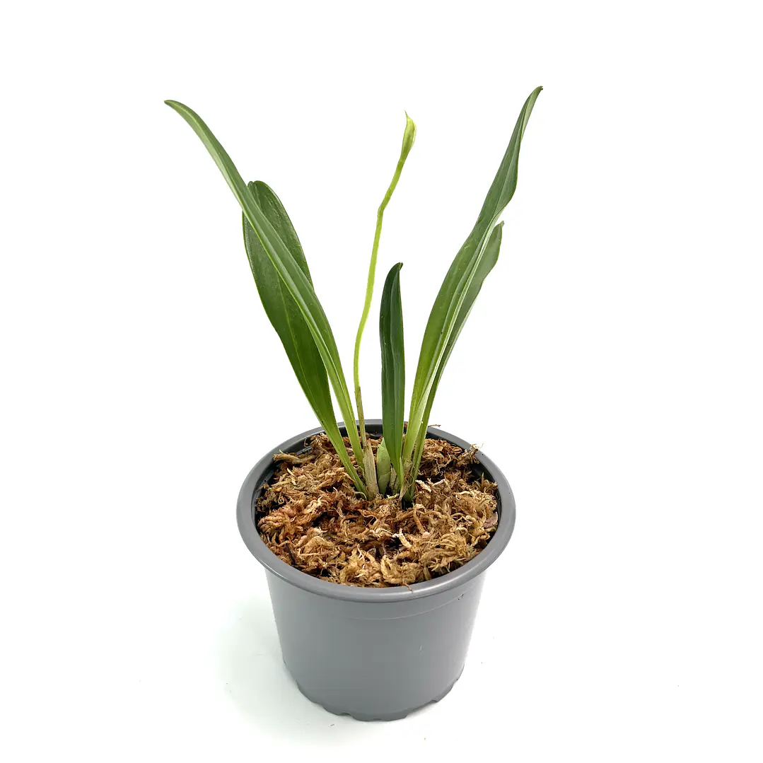 Masdevallia cardiantha 2