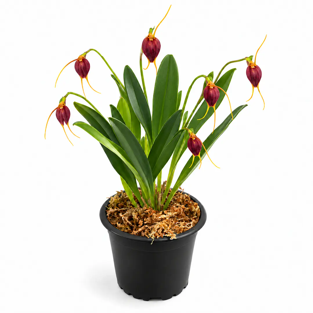 Masdevallia cardiantha 1