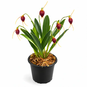 Masdevallia cardiantha