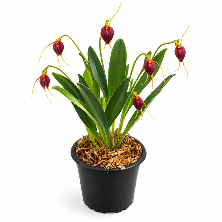 Masdevallia cardiantha 1