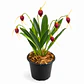Masdevallia cardiantha - Miniatura 1