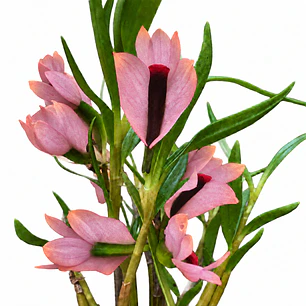 Dendrobium Martine Minet 'blue-red-orange'