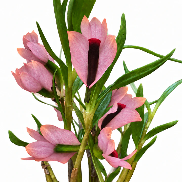 Dendrobium Martine Minet 'blue-red-orange' 1