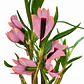 Dendrobium Martine Minet 'blue-red-orange' - Miniatura 1