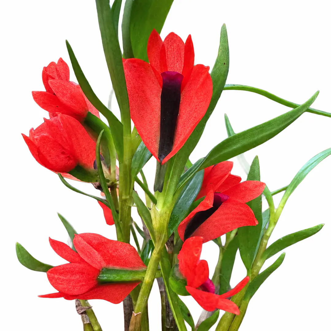 Dendrobium vexillarius 'red' 1