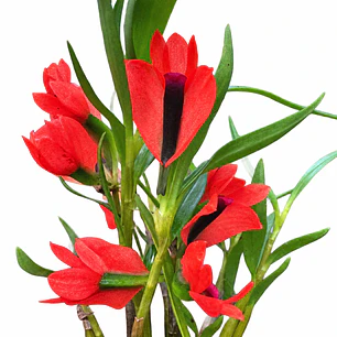 Dendrobium vexillarius 'red'
