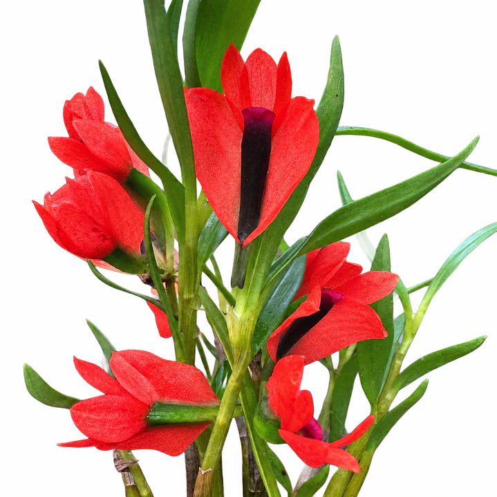 Dendrobium vexillarius 'red' 1