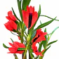 Dendrobium vexillarius 'red' - Miniatura 1