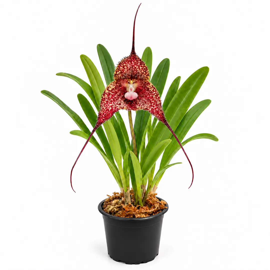 Dracula chiroptera 'red' 1