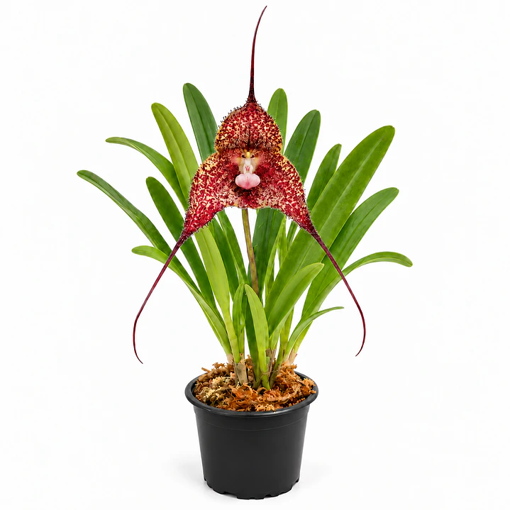 Dracula chiroptera 'red' 1