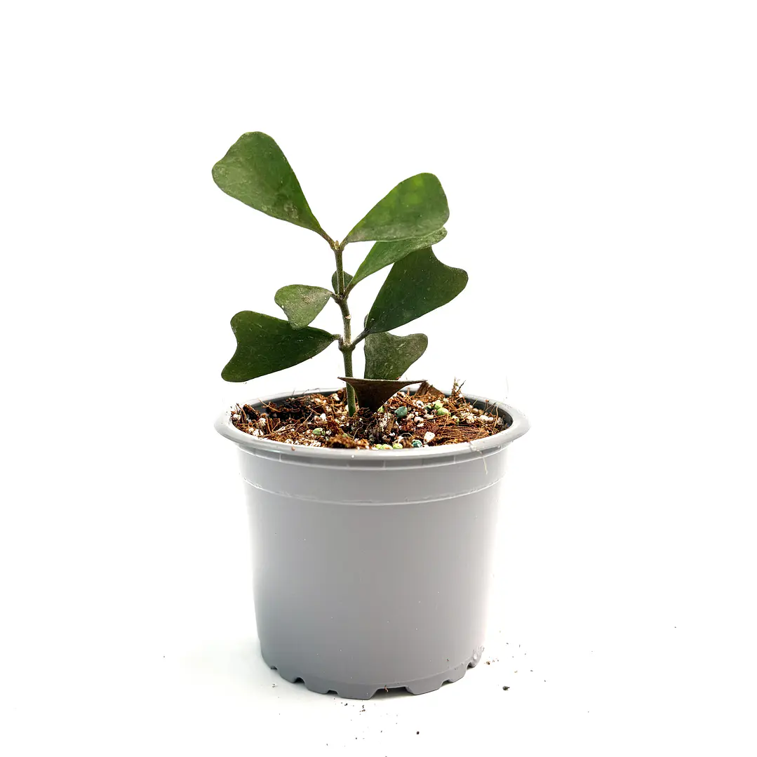 Hoya manipurensis 2