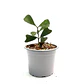 Hoya manipurensis - Miniatura 2