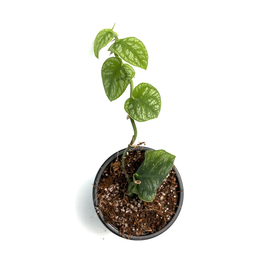 Monstera dubia 3