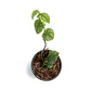 Monstera dubia - Miniatura 3