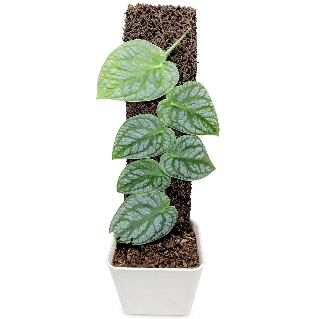 Monstera dubia 1