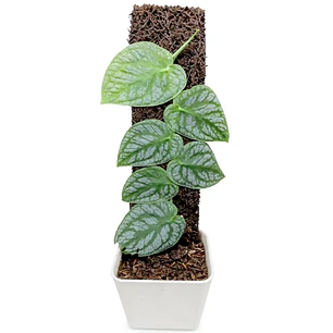 Monstera dubia