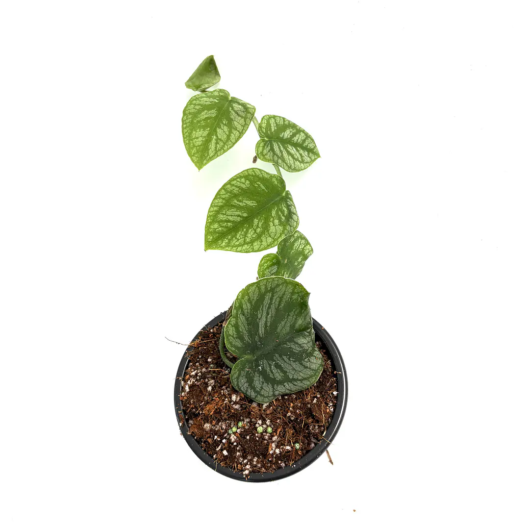 Monstera dubia 2