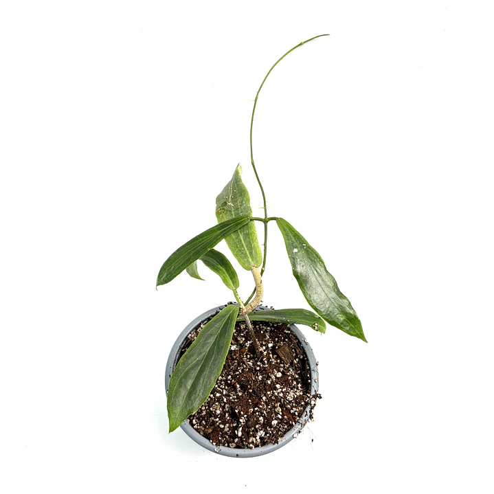 Hoya siariae 2