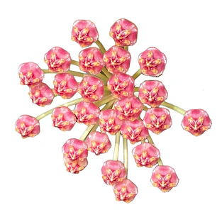 Hoya memoria (gracilis)